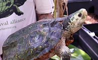 乌龟科普小课堂：苏拉威西白头龟