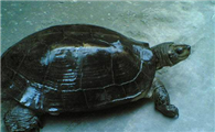 缅甸黑山龟吃什么？该怎么养？