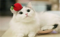 猫用益生菌是什么，幼猫益生菌是否有必要吃