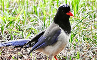 红嘴蓝鹊繁殖方法是什么？