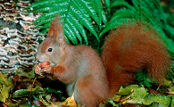 松鼠科普：体型较小的红尾松鼠