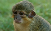 了解加蓬侏长尾猴的生活习性，是保护它们的第一步！
