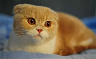 快来了解：一个月土猫幼猫吃什么？