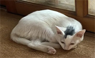 你们说，白猫头上有一撮黑毛是什么品种？