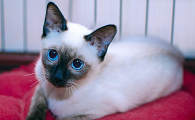 暹罗猫和其他猫配种会出事吗？一文替你解答！
