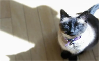 养猫笔记：猫拉稀益生菌怎么吃才正确