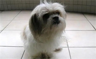 想挑选最纯种的西施犬？我来教会你方法！
