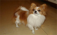 蝴蝶犬和牧羊犬的区别，还有人不知道吗？