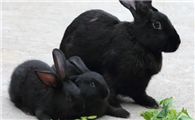 养宠小知识：莲山黑兔的价格是多少？