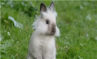 想知道巨型金吉拉兔的价格是多少吗？