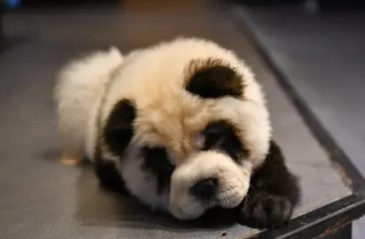 成都咖啡馆将松狮犬染成“熊猫色” 网友：想过狗狗的感受吗