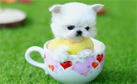 茶杯犬为什么那么小？看这里！