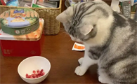 猫能吃石榴不？一起来看看吧