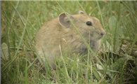 达乌尔鼠兔——草原的威胁者