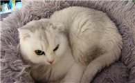 今日科普：猫的尾巴受大脑控制吗？