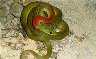 辨识度高的红脖颈槽蛇，大家了解多少？