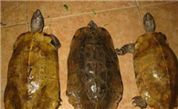 亚洲山龟吃什么？看完你就明白了