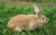 快来了解：虎皮黄兔的寿命有多久？