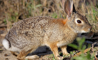 你们认识埃塞俄比亚野兔吗？快来了解一下