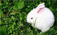 什么可以长期代替兔粮？适合兔子吃的食物有哪些？