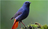 笼养鸟饲料的种类及怎样选择笼养鸟饲料？