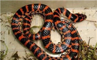 一篇关于红斑蛇的科普小知识分享