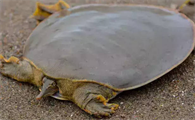 软壳龟能活多久，你们知道吗？