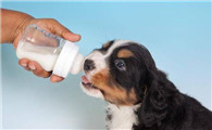 宠物小知识：小狗可以喝人喝的奶粉吗？