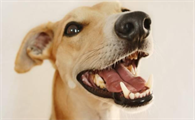 狗狗几岁掉牙算正常？怎么护理得好？