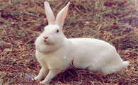 佛州白兔寿命是多长，看这就够了！