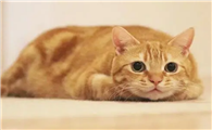 橘猫为什么脸尖？真实原因竟是这