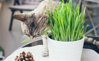 三个月的小猫能吃猫草吗，猫草有什么作用？