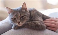 养猫必看：猫益生菌可以天天喂吗