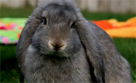 铲屎官须知：法国垂耳兔繁殖方式是什么？