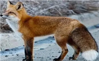 有着白色尾巴的赤狐·147你了解多少？