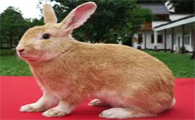 宠主科普：豫丰黄兔和福建黄兔的区别是什么？