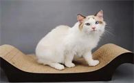 猫抓板有必要买吗？什么样的猫抓板适合猫咪，大小有要求吗？