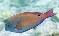 水族大百科——熏衣草吊的“身份调查”