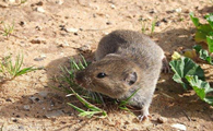 一种不多见的小老鼠——贡德氏田鼠知识科普