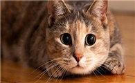 宠物医生分享的猫不能吃人感冒药的原因