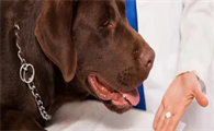 狗能吃阿莫西林消炎吗？应该怎么服用？