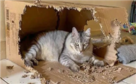 猫一直咬纸箱是怎么回事？