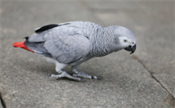 非洲灰鹦鹉怎么分辨雌雄？“看头看尾”即可！