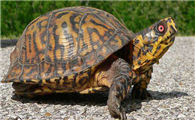 卡罗莱纳箱龟是水龟吗？饲养有要求吗？