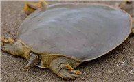 关于软壳龟，你了解多少？