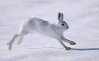 生活在冰雪世界里的北极兔，有人认识它吗？