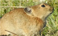 高原鼠兔生活习性是什么？看这篇文章就知道