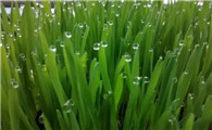 春季实现猫草自由，关于猫草的5个实用知识！