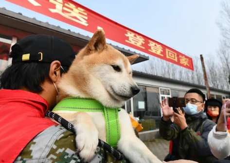 消失的主人，拍卖的16万，一只网红柴犬被遗弃的半生