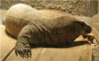 孟加拉巨蜥对于栖息环境有要求吗？我来告诉你答案！